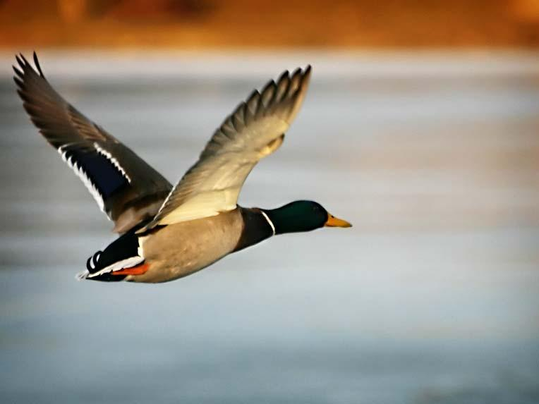 Гандурино, рыбацкий дом